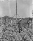 Men putting up electricity poles 